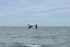 4. Zuid Engeland tussen Brighton en Cowes. Dolfijn 4.2