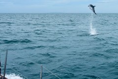 5. Zuid Engeland tussen Brighton en Cowes. Dolfijn5.3
